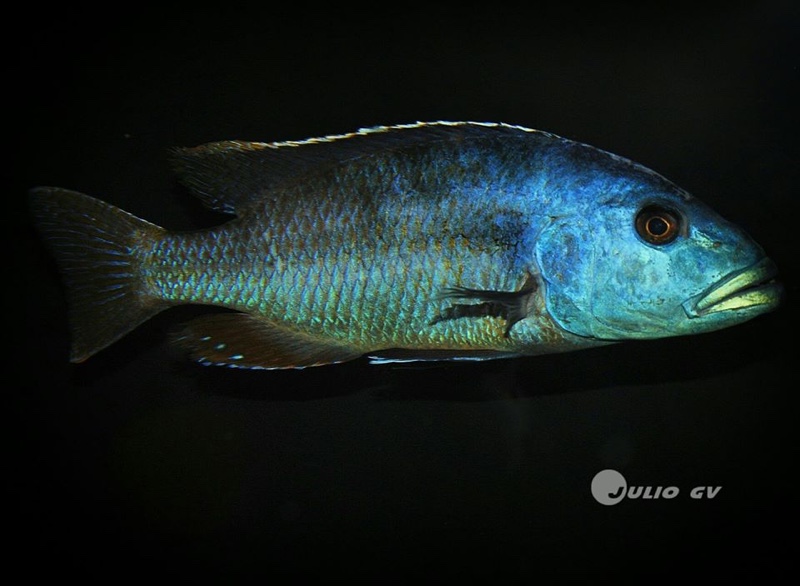 Nimbochromis fuscotaeniatus